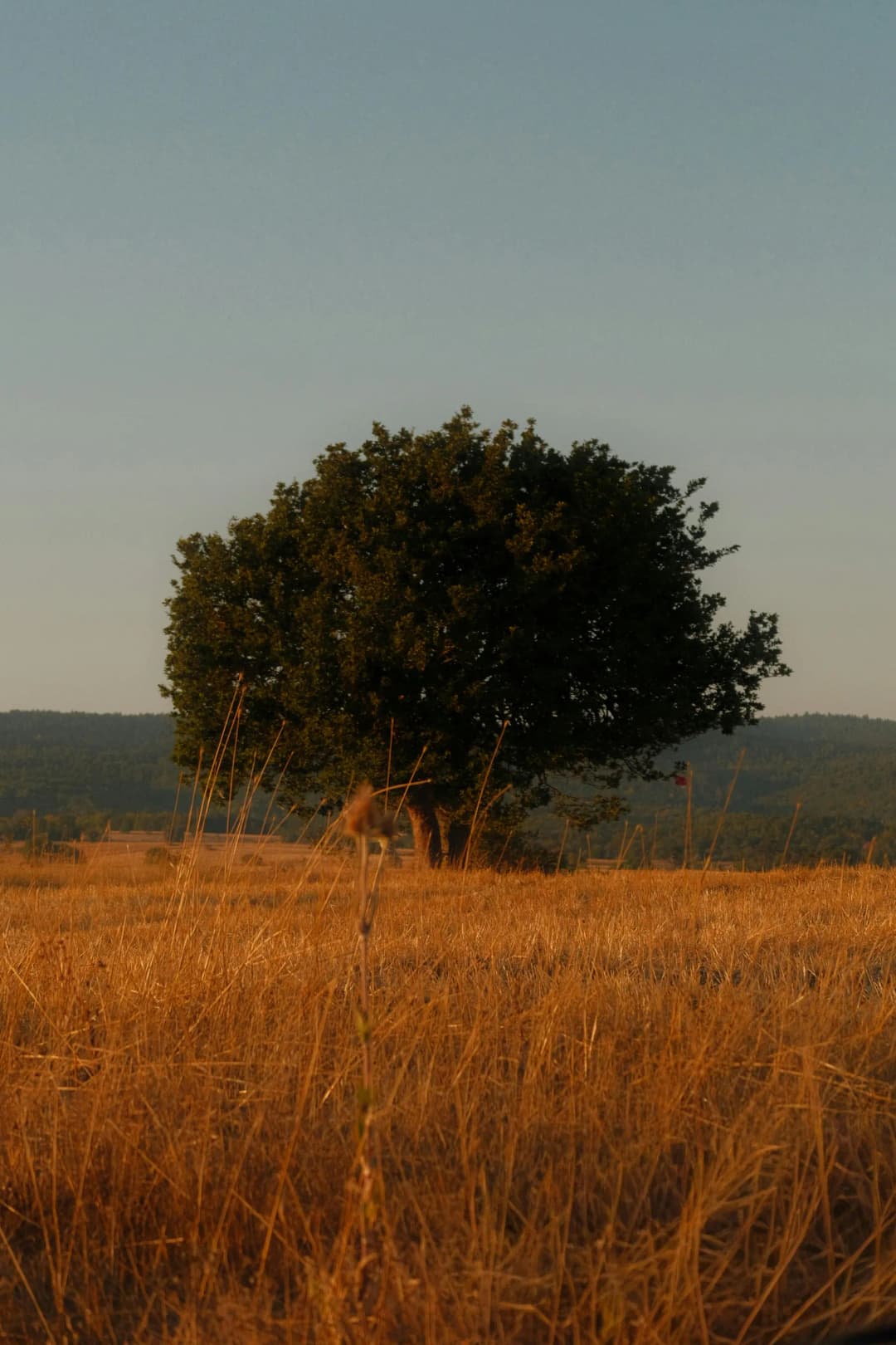 Árbol genealógico representando el sistema familiar